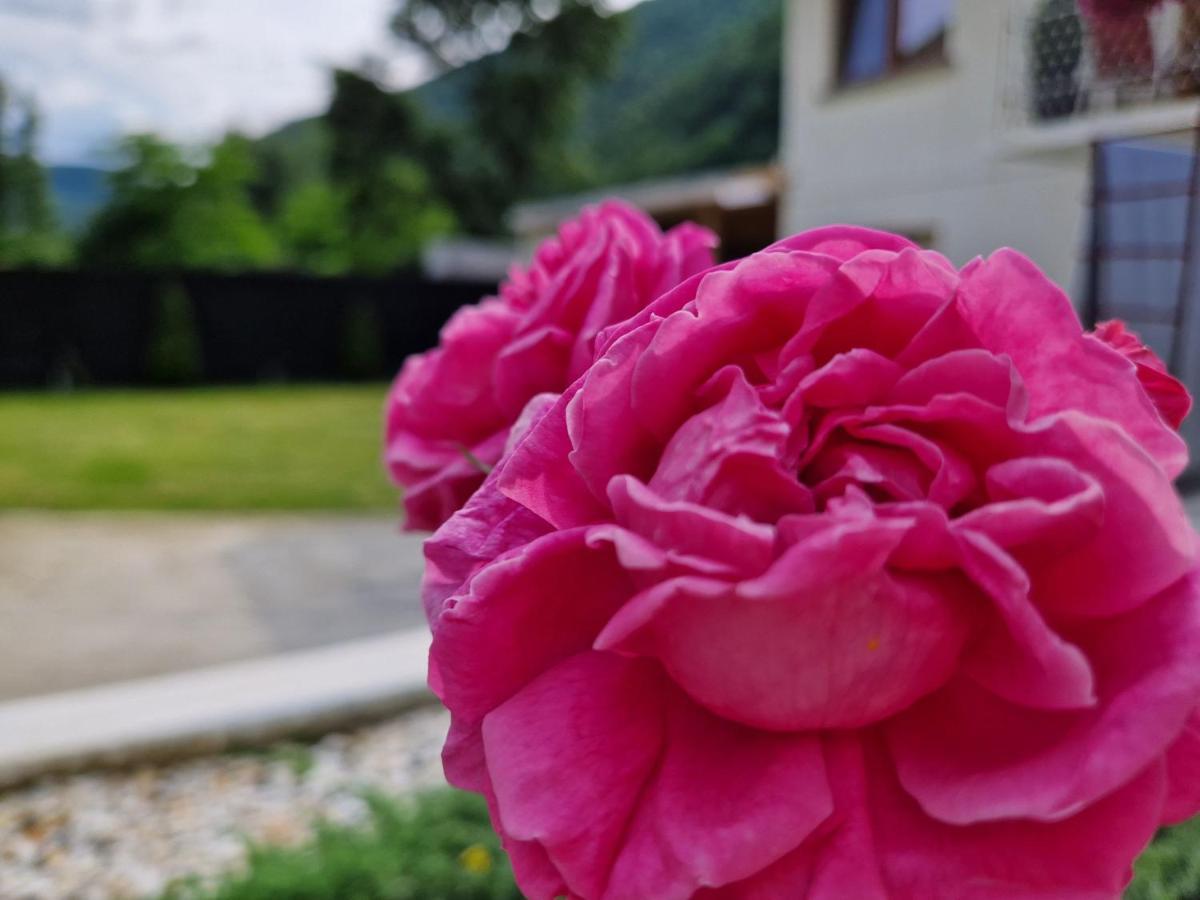 Renate House Hotel Băile Herculane Buitenkant foto